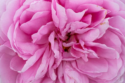 Close-up of a pink rose with detailed petals, Royal Botanic Gardens (Kew Gardens), UNESCO World