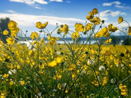 Flower meadow, buttercup, buttercup (Ranunculus acris), behind Lake Starnberg, Bavaria, Germany,