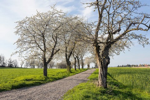 Old cherry tree avenue (Prunus) in bloom, Klipphausen, Saxony, Germany, Europe