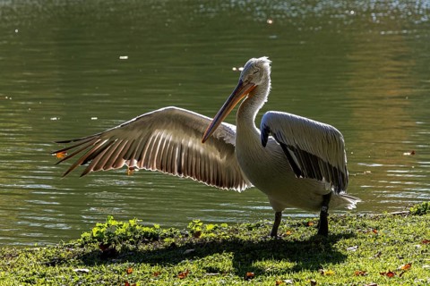 Pelican (Pelecanidae, Pelecanus), spreading one wing, in a meadow, captive, Germany, Europe
