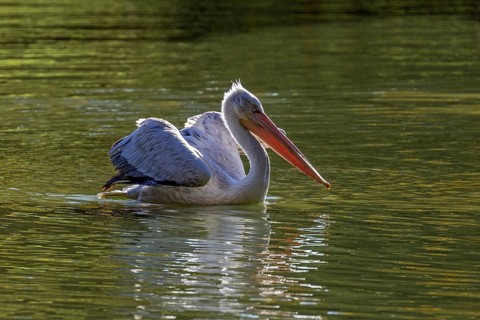 Pelican (Pelecanidae, Pelecanus), swims in water, captive, Germany, Europe