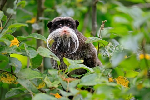 Emperor bearded tamarin (Saguinus imperator subgrisescens), adult, on tree, portrait, alert, South