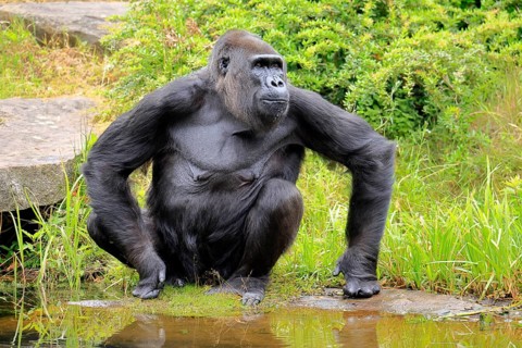 Western gorilla (Gorilla gorilla), adult, female, at water, sitting, on ground