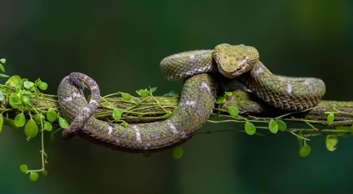 Griffin-tailed lance adder (Bothriechis schlegelii), green variety, sitting on a branch, Heredia