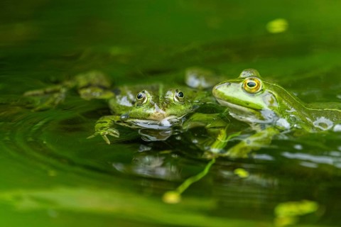 Edible frog (Pelophylax esculentus) in a little lake in the water, Bavaria, Germany, Europe