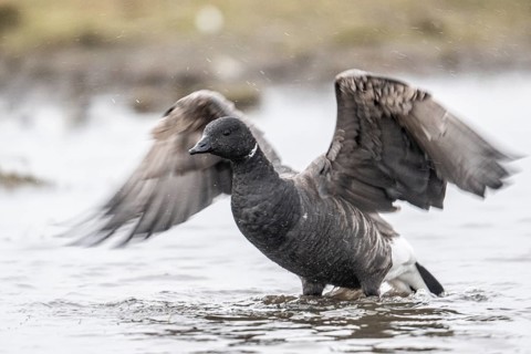 Brent goose (Branta bernicla), Amrum, Schleswig-Holstein, Germany, Europe