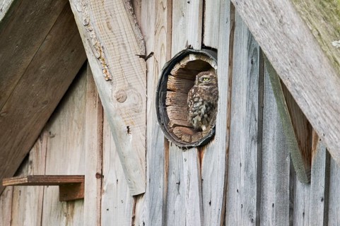 Little owl in breeding tube (Athene noctua) North Rhine-Westphalia, Germany, Europe