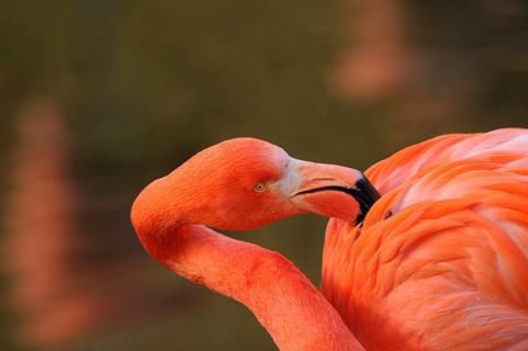 Flamingo with intense orange plumage in calm surroundings, Cuban flamingo (Phoenicopterus ruber),
