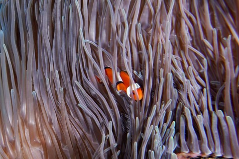 Ocellaris Clownfish (Amphiprion ocellaris), Nemo, hidden in the tentacles of a giant anemone