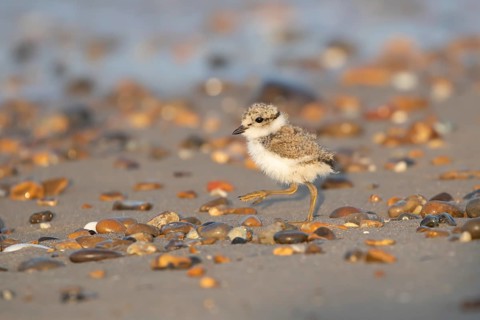 Ringed plover (Charadrius hiaticula) juvenile baby chick wading bird walking on a beach in summer,