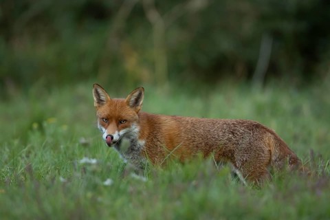 Red fox (Vulpes vulpes) adult animal sticking its tongue out in grassland countryside in the