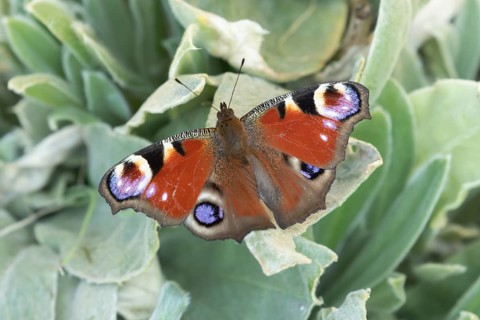 Peacock butterfly (Aglais io) adult insect resting on garden plant leaves in summer, England,