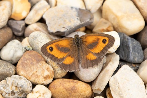 Gatekeeper butterfly (Pyronia tithonus) adult insect resting on a shingle garden path in summer,