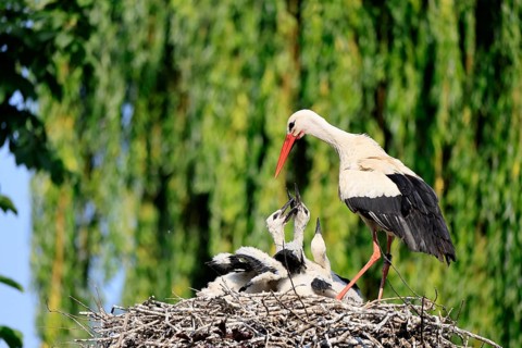 White stork (Ciconia ciconia), adult, juvenile, chick, nest, family, Heidelberg, Germany, Europe