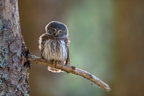 Pygmy Owl (Glaucicium passerinum), sitting on the branch of a tree, Pirchner Ast, Schwaz, Tyrol,