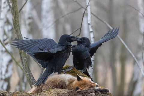 Two common raven (Corvus corax), fighting and feeding on the carcass of a red fox lying on stones