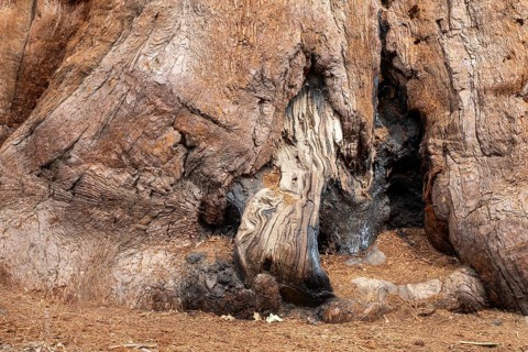 Yosemite National Park, California - The base of a giant sequoia in the Mariposa Grove of Giant