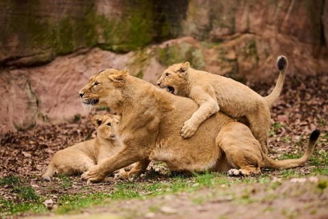 Asiatic lion (Panthera leo persica) female (mother) with her cubs, captive