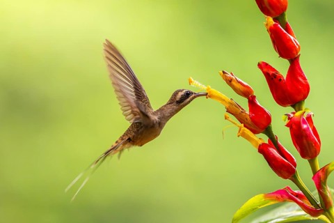 Long-billed Shadow Hummingbird (Phaethornis longirostris), Hummingbird (Trochilidae), Swiftbirds