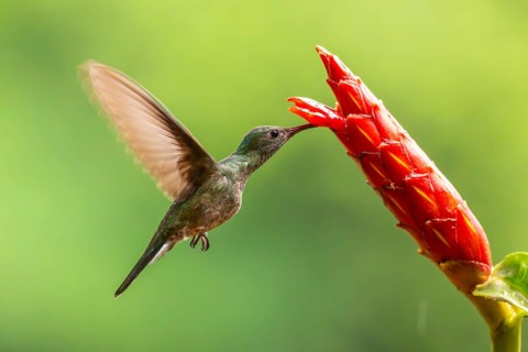 Green-fronted Brilliant Hummingbird (Heliodoxa jacula), Hummingbird (Trochilidae), Swiftbirds
