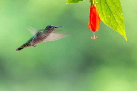 Green-fronted Brilliant Hummingbird (Heliodoxa jacula), Hummingbird (Trochilidae), Swiftbirds