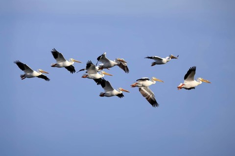 Rhinoceros pelican (Pelecanus erythrorhynchos), adult, group, flying, Merritt Island, Black Point