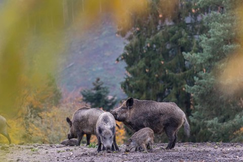 A group of wild boar or wild pig (Sus scrofa), walking over an opening in early morning light,