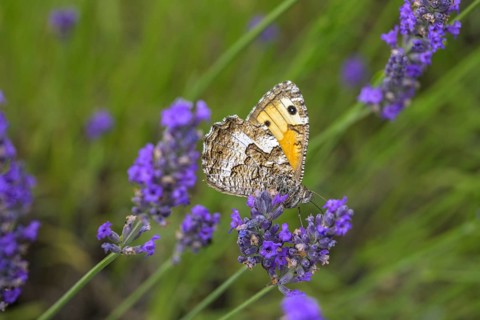 Butterfly Hipparchia smele on lavender flower, Alpes-de-Haute-Provence, France, Europe