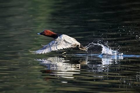Common Pochard (Aythya ferina), male taking off from the water, Rootsee, Canton Lucerne,