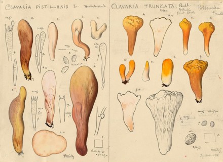 Mushroom, mushrooms, Hercules' giant club, Hercules' club, Clavariadelphus pistillaris and