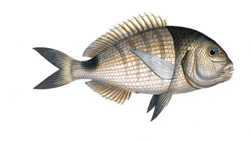 Fish, Fish, Sea bream family, Sparus Sargus, Goat bream, Banded bream, The Brase, Historical,