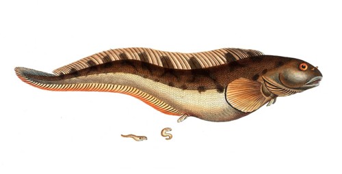 Fish, Pisces, Blennius viviparus, the viviparous Blenny, Historical, digitally restored