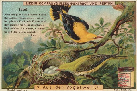 Picture series From the world of birds, oriole, Liebig picture, digitally restored reproduction of