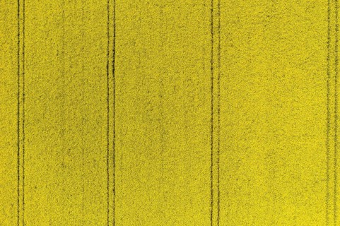 Aerial view of traces in a flowering rape field (Brassica nappa), district of Leipzig, Saxony,
