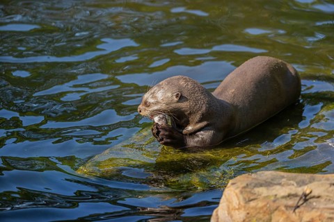 One giant otter or giant river otter (Pteronura brasiliensis) resting on a rock lying underwater,