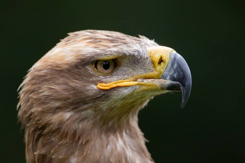 Steppe eagle (Aquila nipalensis) adult bird of prey head portrait, England, United Kingdom -