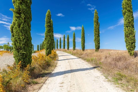 Hill with avenue of columnar cypresses (Cupressus sempervirens) near Siena, Tuscany, Italy, Europe