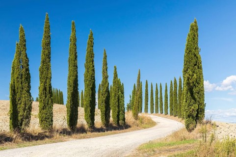 Avenue with cypress trees (Cupressus sempervirens), Monteroni d'Arbia, Province of Siena, Tuscany,