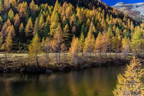 Fall foliage seen from the Malta Hochalm road. Carithia, Austria, Europe