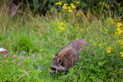 A raccoon, Procyon lotor, runs across a flowering meadow in search of food