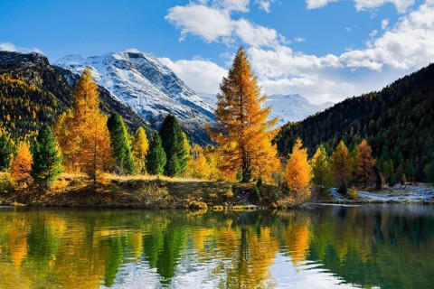 Mountains and yellow larches reflected in lake, Morteratsch Valley, Upper Engadine, Grisons,
