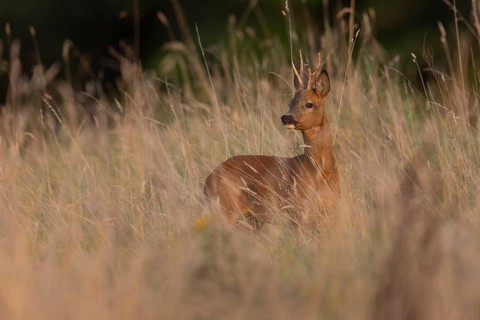 Roebuck, leaf time, Wittlich, Rhineland-Palatinate, Germany, Europe