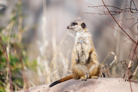 Meerkat (Suricata suricatta) standing sweet and curious in the desert, captive, occurrence Africa