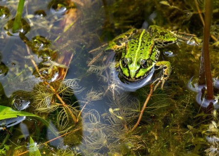 Edible Frog (Pelophylax esculentus), Münsterland, North Rhine-Westphalia, Germany, Europe