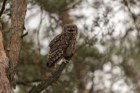 One spotted eagle-owl (Bubo africanus) perched on a tree in a forest. Trees and leaves in the
