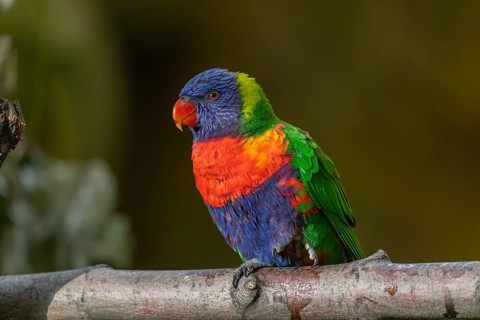 One Rainbow lorikeet (Trichoglossus moluccanus) sitting on a branch. Green vegetation in the