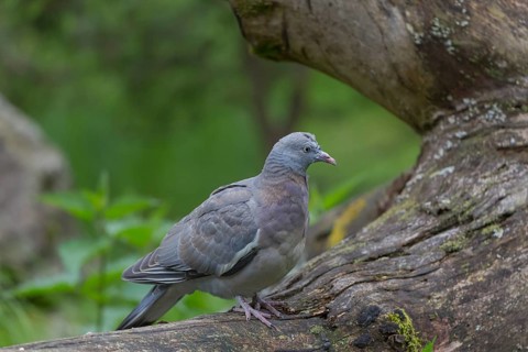 One common wood pigeon (Columba palumbus) standing on a fallen tree. Green vegetation in the