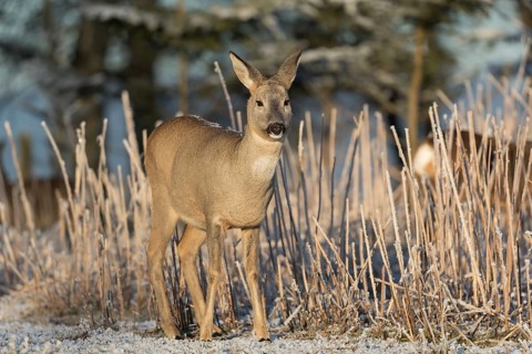 Roe deer standing in hoar frosted dead stinging nettle at minus 15 °C at sunrise. Trees and dead