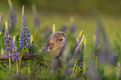 One young Ural owl (Strix uralensis) sitting on a branch lying in a field of flowering lupines in