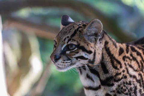 One Ozelot, Leopardus pardalis, side portrait with green vegetation in the background
